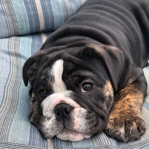 Meet your Posher, Tanner